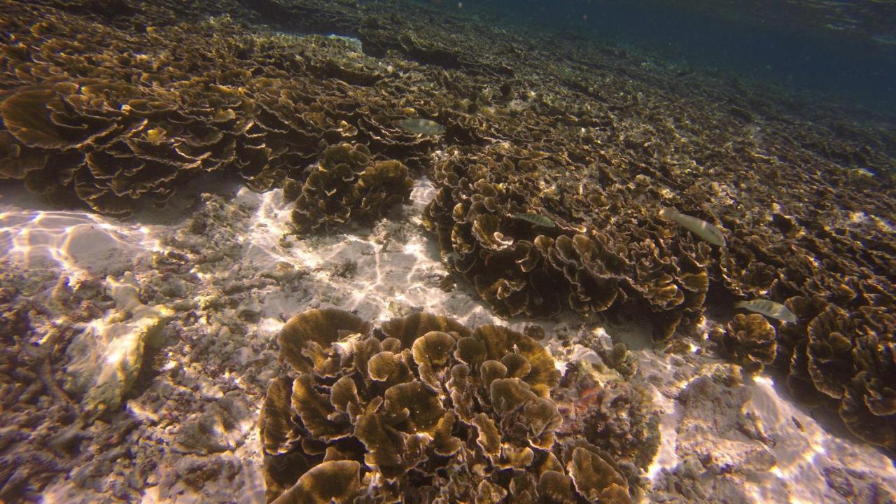 Kaafu Inn Guraidhoo Kültér fotó