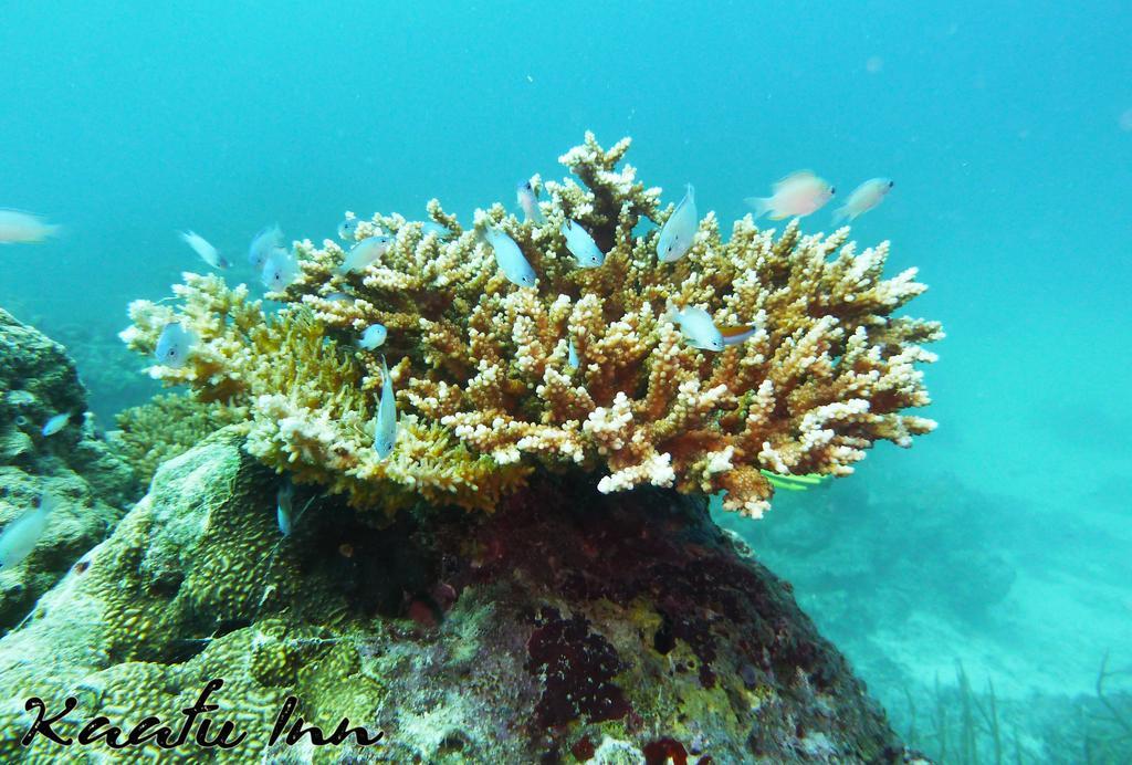 Kaafu Inn Guraidhoo Kültér fotó