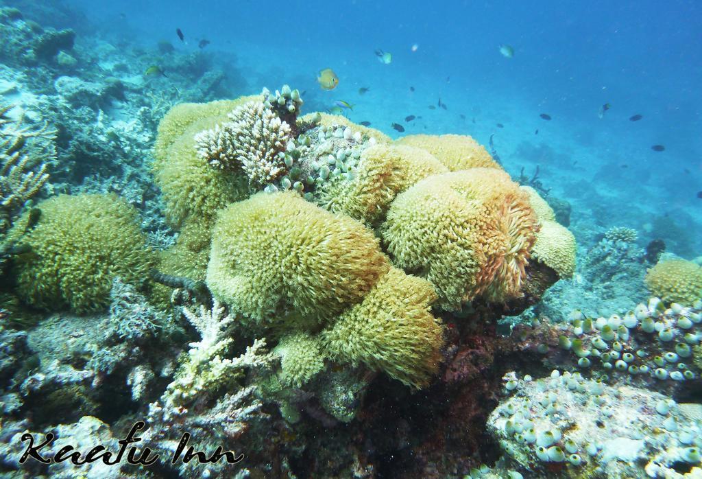 Kaafu Inn Guraidhoo Kültér fotó