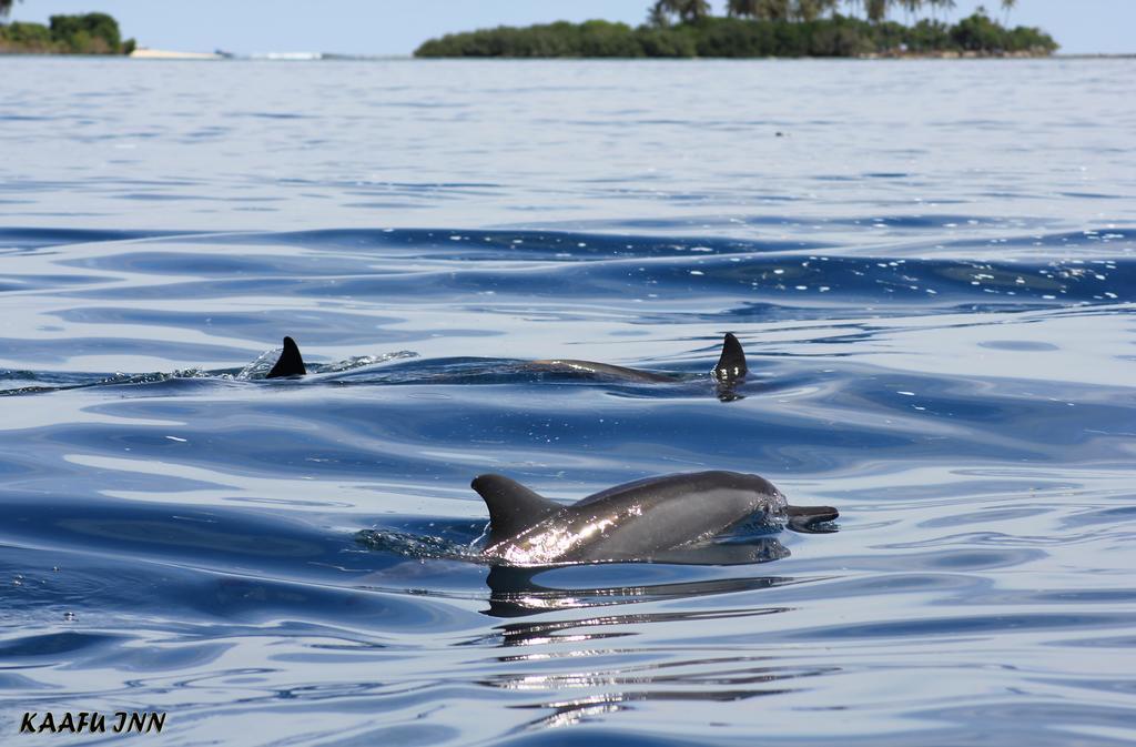 Kaafu Inn Guraidhoo Kültér fotó