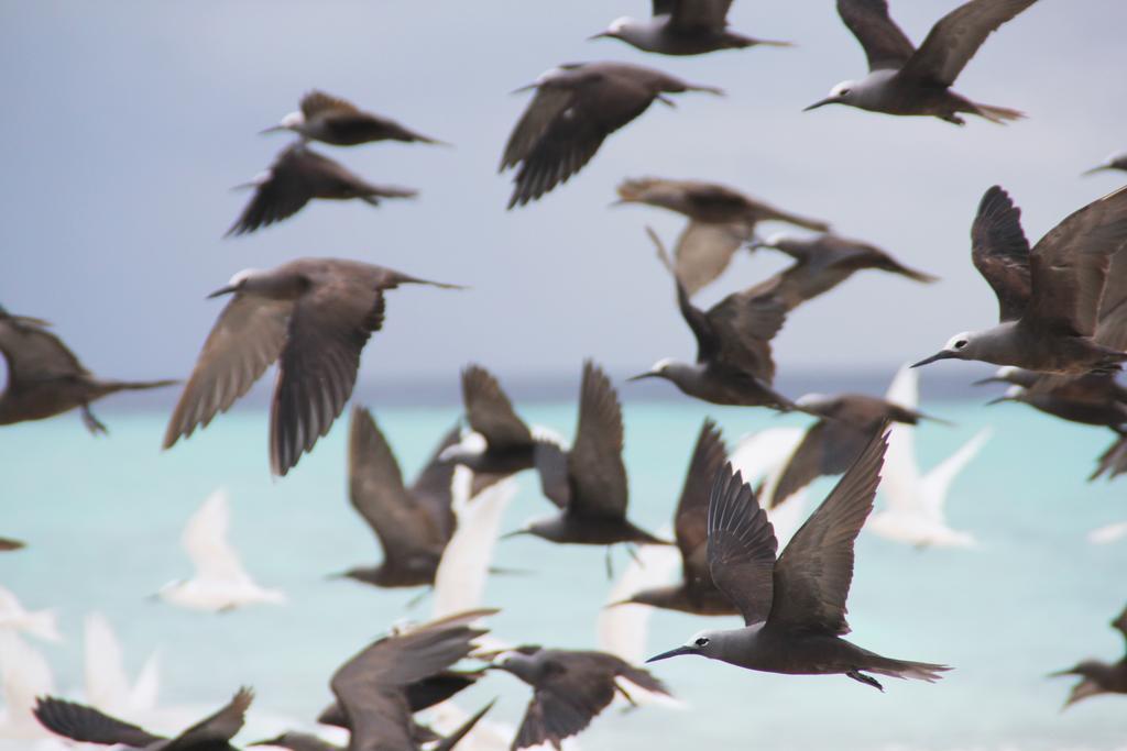 Kaafu Inn Guraidhoo Kültér fotó
