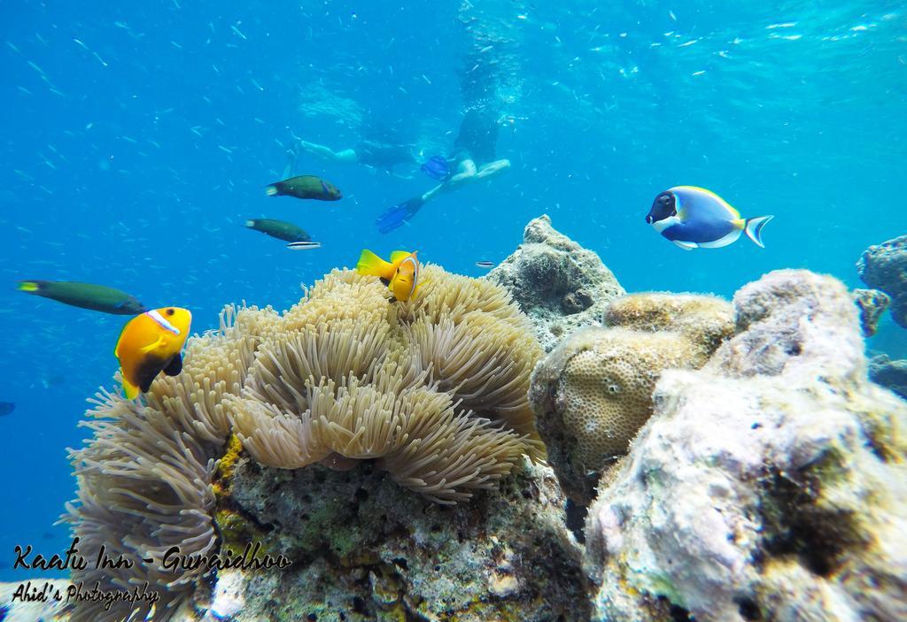 Kaafu Inn Guraidhoo Kültér fotó